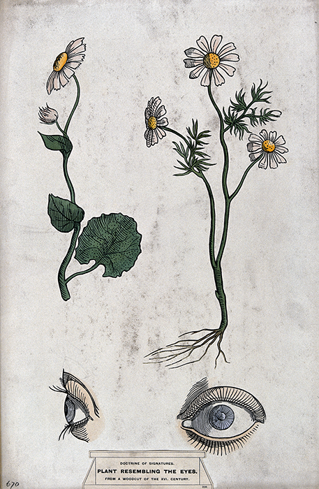 Plant Resembling The Eye - Doctrine of Signatures illustration
