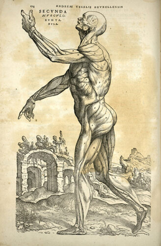 Andreas Vesalius. De Humani Corporis Fabrica. 1543. Page 174.