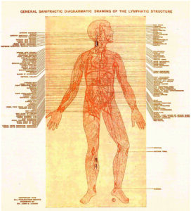 General Sanipractic Diagrammatic Drawing of the Lymphatic Structure by John Lydon, SP
