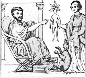 Dioscorides receives the mandrake plant